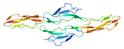 Complement decay-accelerating factor