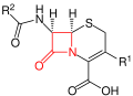 Grundstruktur der Cephalosporine – der β-Lactamring ist rot markiert.
