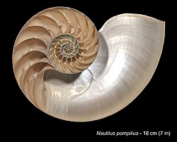Gemeines Perlboot (Nautilus&nbsp;pompilius)🌐 Phragmokon überwiegend aus Aragonit