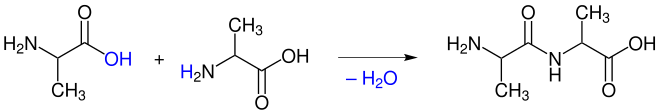 Bildung einer Peptidbindung