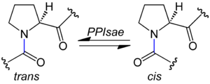 Prolyl isomerisation General Formulae V.2.png