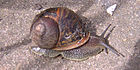 Gefleckte Weinbergschnecke (Cornu aspersum), eine Vertreterin der Weichtiere (Mollusca)