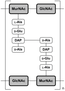 Abb. 2a: Schematische Darstellung der Mureinschicht von gramnegativen Bakterien am Beispiel von Escherichia coli[12] MurNAc = N-Acetylmuraminsäure; GlcNAc = N-Acetylglucosamin; DAP = Diaminopimelinsäure