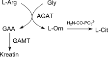 GAA Biosynthesis pathway