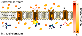 Natrium-Kalium-ATPase