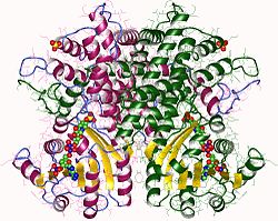 6-Phosphogluconat-Dehydrogenase