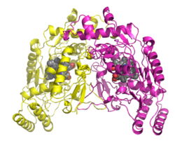 Stickstoffmonoxid-Synthase