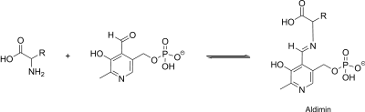 Bildung von Aldimin aus Pyridoxalphosphat