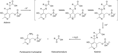 Mechanismus der Transaminierung