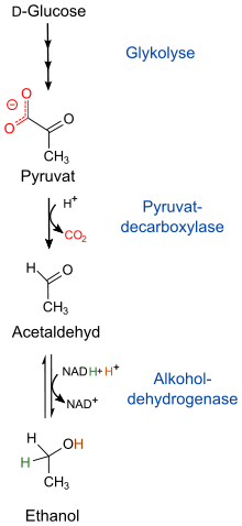 Alkoholdehydrogenase