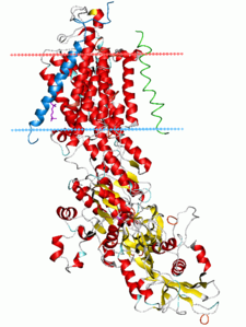 Na+/K+-ATPase