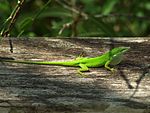 Male Anolis carolinensis.jpg