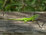 Male Anolis carolinensis - less contrast.jpg